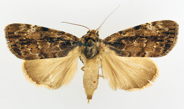 /filer/webapps/moths/media/images/A/acronyctoides_Tachosa_AF_TMSA_02.jpg