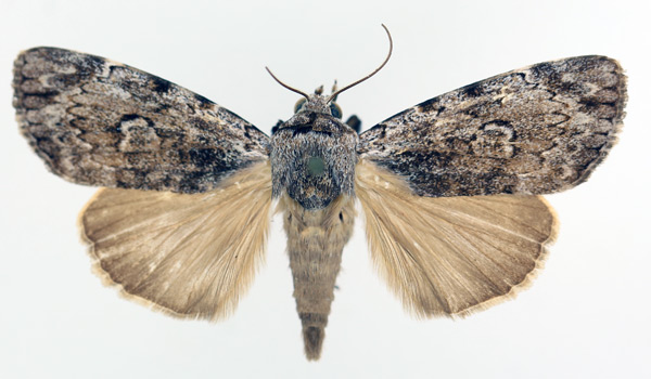 /filer/webapps/moths/media/images/A/acronyctoides_Tachosa_AM_TMSA_01.jpg