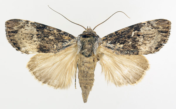 /filer/webapps/moths/media/images/A/acronyctoides_Tachosa_AM_TMSA_02.jpg