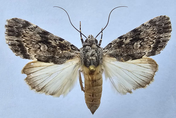 /filer/webapps/moths/media/images/A/acronyctoides_Tachosa_A_Butler.jpg