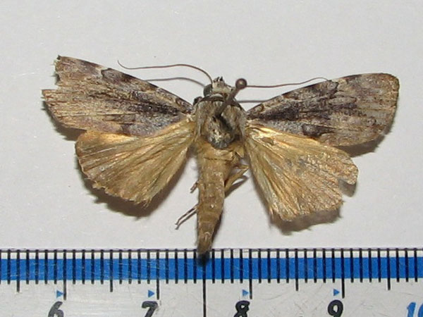 /filer/webapps/moths/media/images/A/acronyctoides_Tachosa_A_Goff_02.jpg