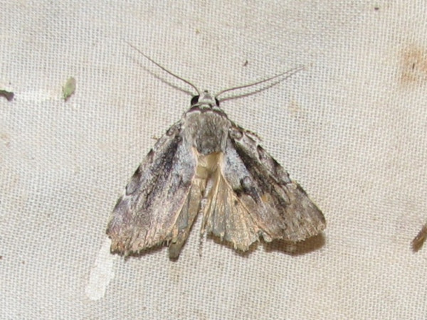 /filer/webapps/moths/media/images/A/acronyctoides_Tachosa_A_Goff_02_CsUYgZQ.jpg