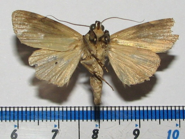 /filer/webapps/moths/media/images/A/acronyctoides_Tachosa_A_Goffb_01.jpg