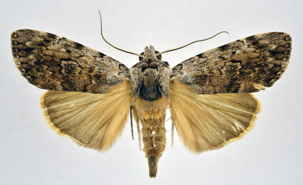 /filer/webapps/moths/media/images/A/acronyctoides_Tachosa_A_NHMO.jpg