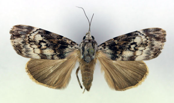 /filer/webapps/moths/media/images/A/acronyctoides_Tachosa_A_RMCA.jpg