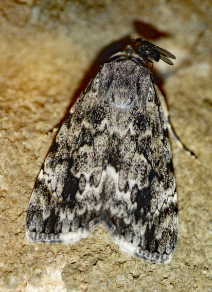 /filer/webapps/moths/media/images/A/acronyctoides_Tachosa_A_Roland_01.jpg