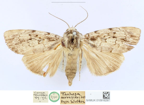 /filer/webapps/moths/media/images/A/acronyctoides_Tachosa_HT_BMNH_E3FrnlU.jpg