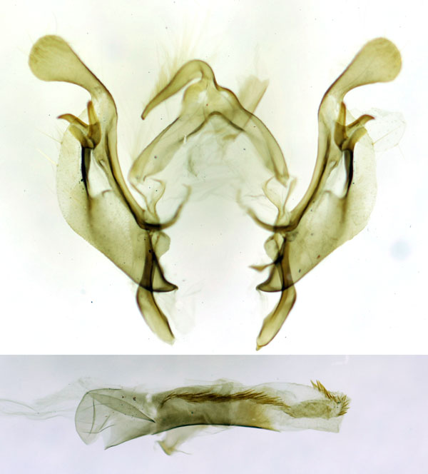 /filer/webapps/moths/media/images/A/acrophylax_Saltia_GMHT_BMNH_2172.jpg