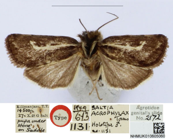 /filer/webapps/moths/media/images/A/acrophylax_Saltia_HT_BMNH_f5V5XKq.jpg