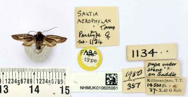 /filer/webapps/moths/media/images/A/acrophylax_Saltia_PT_BMNH.jpg