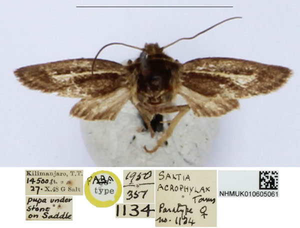 /filer/webapps/moths/media/images/A/acrophylax_Saltia_PT_BMNH_AA0FN10.jpg