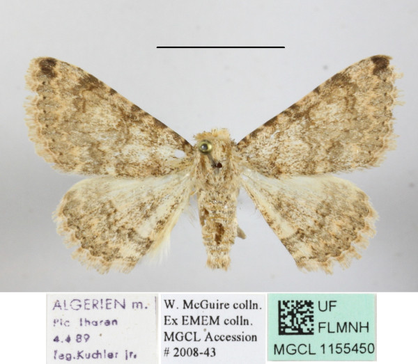 /filer/webapps/moths/media/images/A/acrosticta_Heteropalpia_A_MGCLa_02.JPG