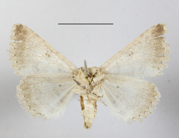 /filer/webapps/moths/media/images/A/acrosticta_Heteropalpia_A_MGCLb_01.JPG