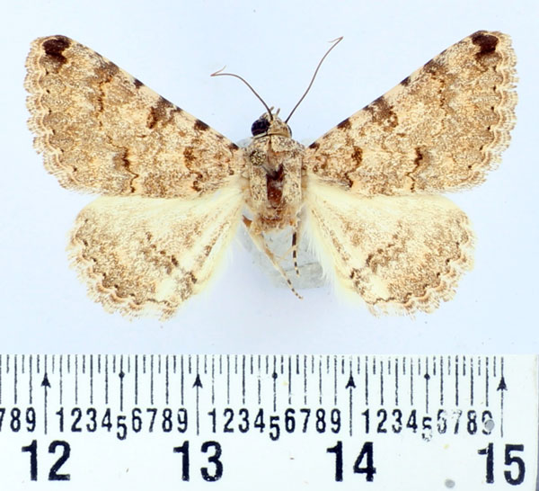 /filer/webapps/moths/media/images/A/acrosticta_Rhabdophera_AM_BMNH.jpg