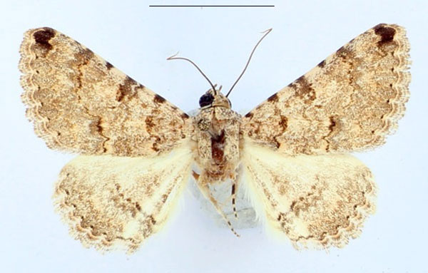 /filer/webapps/moths/media/images/A/acrosticta_Rhabdophera_AM_BMNH_HxmJEI8.jpg