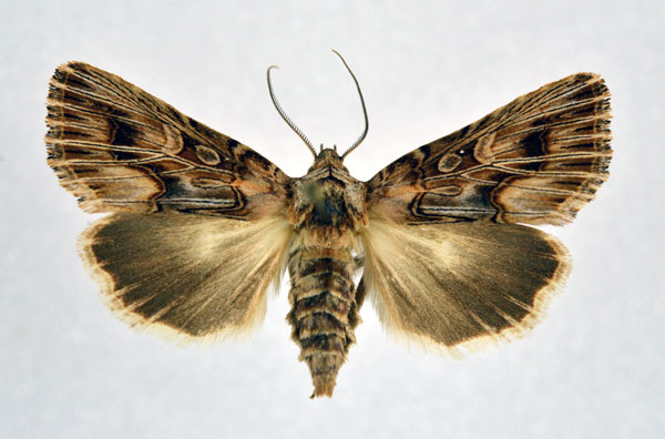 /filer/webapps/moths/media/images/A/actinophora_Matopo_A_NHMO.jpg
