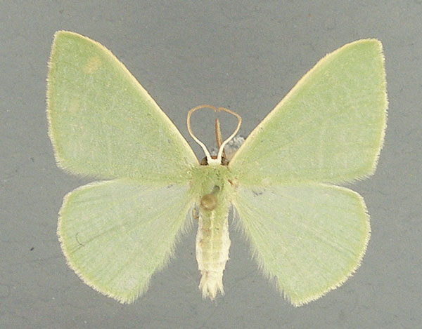 /filer/webapps/moths/media/images/A/activia_Neromia_AM_TMSA.jpg