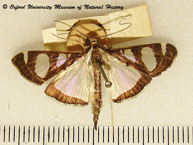 /filer/webapps/moths/media/images/A/actorionalis_Glyphodes_A_OUMNH_02.jpg