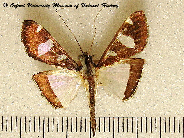 /filer/webapps/moths/media/images/A/actorionalis_Glyphodes_A_OUMNH_03.jpg