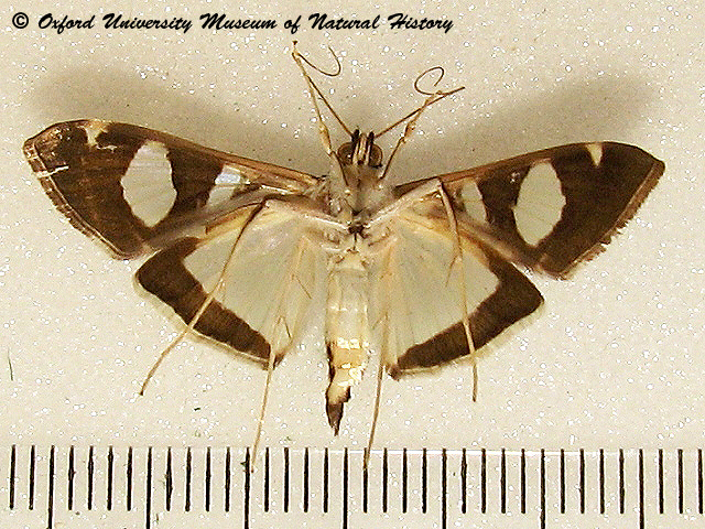 /filer/webapps/moths/media/images/A/actorionalis_Glyphodes_A_OUMNHb_01.jpg