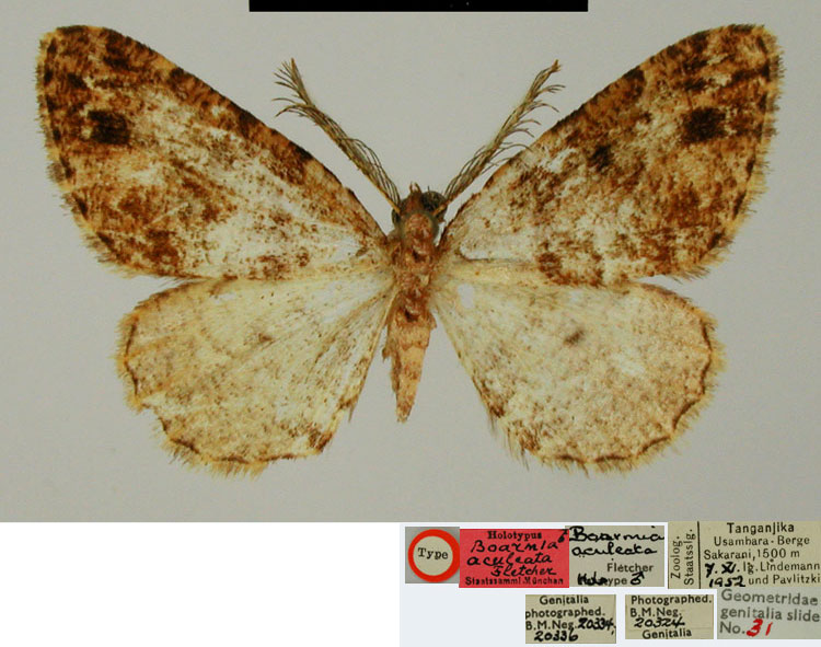 /filer/webapps/moths/media/images/A/aculeata_Boarmia_HT_ZSMa.jpg