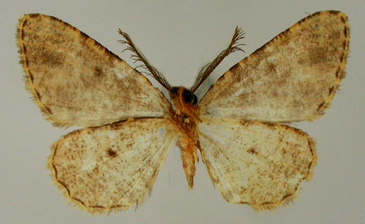/filer/webapps/moths/media/images/A/aculeata_Boarmia_HT_ZSMb.jpg