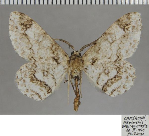 /filer/webapps/moths/media/images/A/aculeata_Cleora_AM_ZSM.jpg