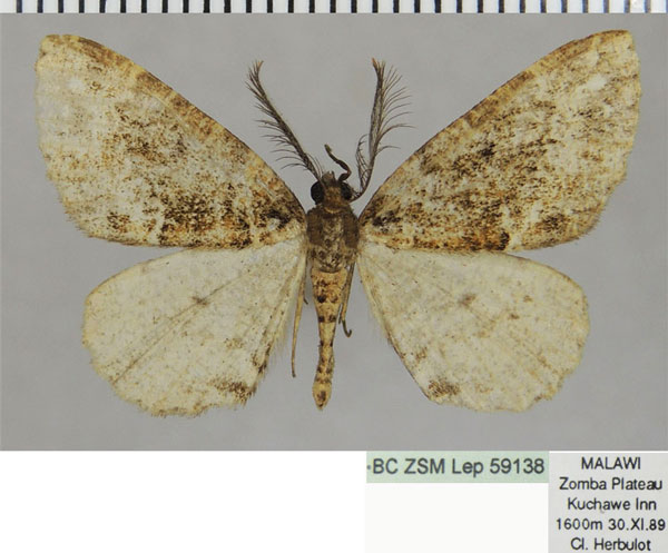 /filer/webapps/moths/media/images/A/aculeata_Dactylophia_AM_ZSM.jpg