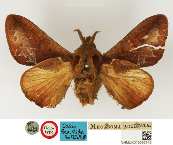 /filer/webapps/moths/media/images/A/aculeata_Megasoma_HT_NHMUK.jpg