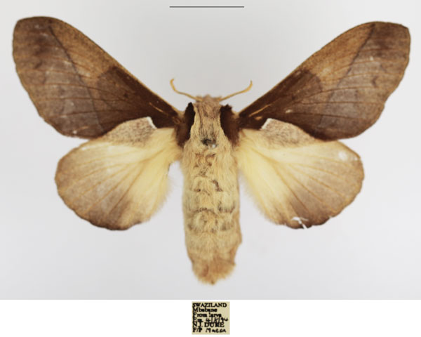 /filer/webapps/moths/media/images/A/aculeata_Stoermeriana_AF_TMSA_01.jpg