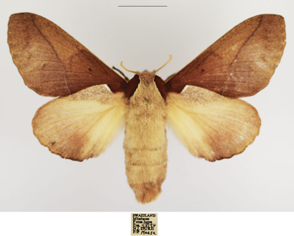 /filer/webapps/moths/media/images/A/aculeata_Stoermeriana_AF_TMSA_02.jpg