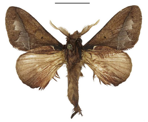 /filer/webapps/moths/media/images/A/aculeata_Stoermeriana_AM_ANHRT_02.jpg