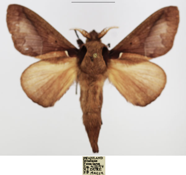 /filer/webapps/moths/media/images/A/aculeata_Stoermeriana_AM_TMSA_01.jpg