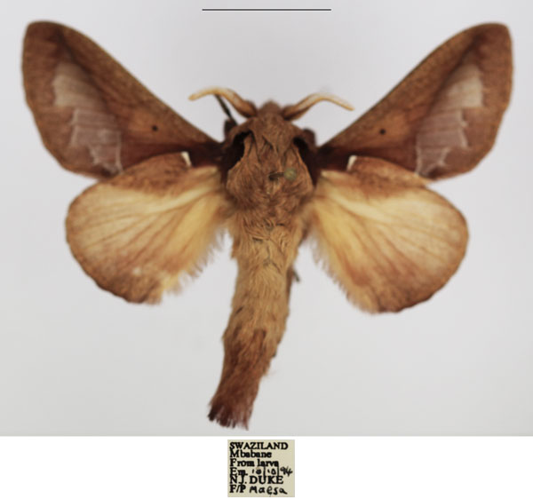 /filer/webapps/moths/media/images/A/aculeata_Stoermeriana_AM_TMSA_02.jpg