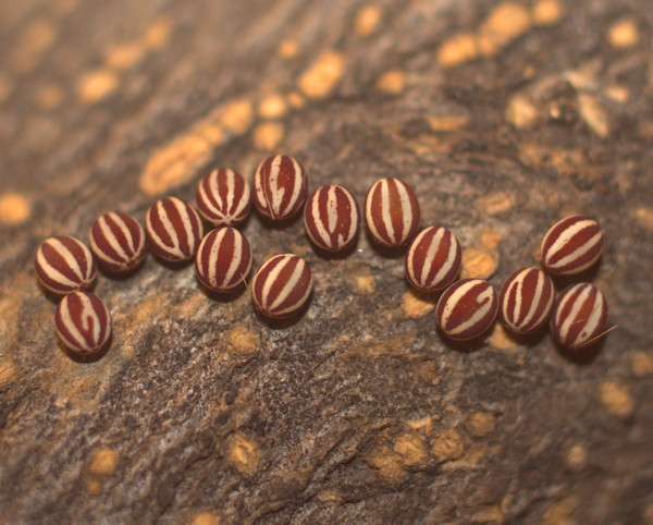 /filer/webapps/moths/media/images/A/aculeata_Stoermeriana_E_Heyns_04.jpg