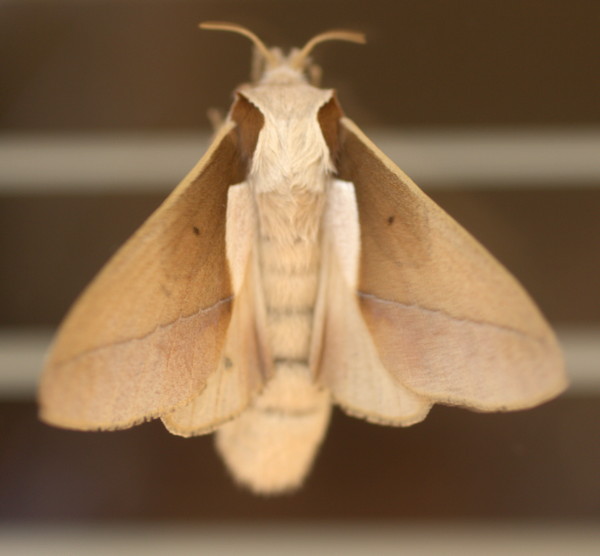 /filer/webapps/moths/media/images/A/aculeata_Stoermeriana_F_Heyns_01.jpg