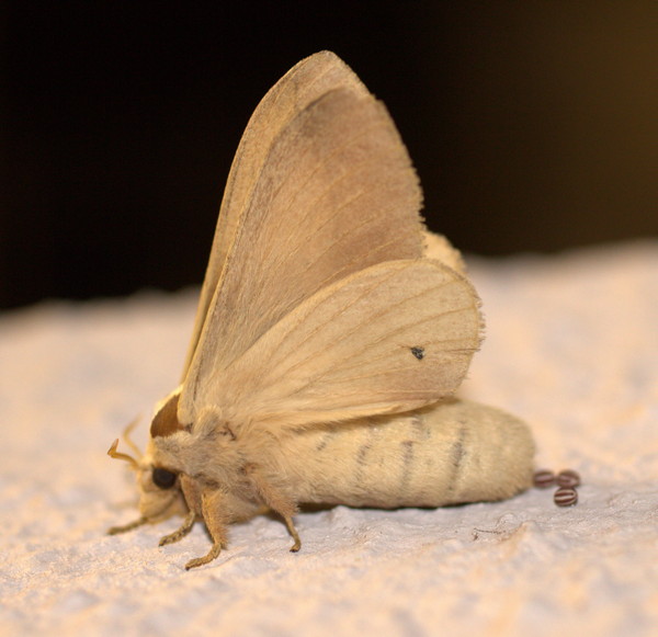 /filer/webapps/moths/media/images/A/aculeata_Stoermeriana_F_Heyns_02.jpg