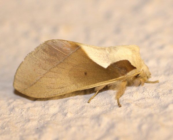 /filer/webapps/moths/media/images/A/aculeata_Stoermeriana_F_Heyns_03.jpg