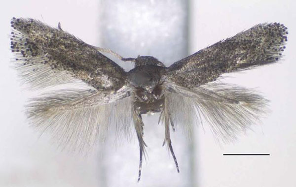 /filer/webapps/moths/media/images/A/aculeata_Urodeta_HT_RMCA.jpg