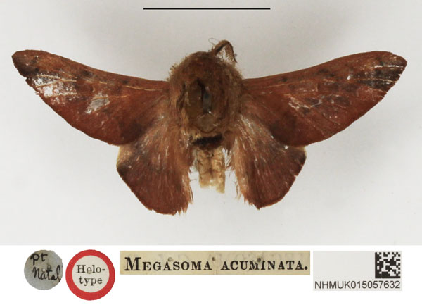 /filer/webapps/moths/media/images/A/acuminata_Megasoma_HT_NHMUK.jpg