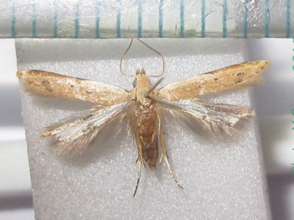 /filer/webapps/moths/media/images/A/acuminatus_Dichomeris_A_Bippus_02.jpg