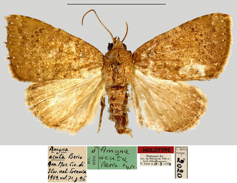 /filer/webapps/moths/media/images/A/acuta_Amyna_HT_MNHN.jpg