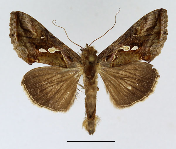 /filer/webapps/moths/media/images/A/acuta_Chrysodeixis_AM_Basquin.jpg