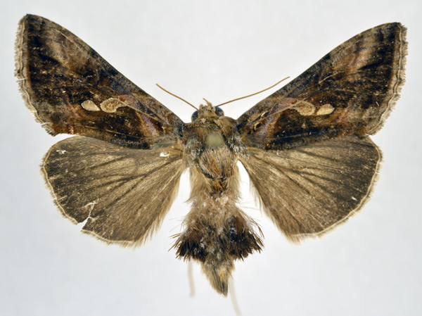 /filer/webapps/moths/media/images/A/acuta_Chrysodeixis_AM_NHMO.jpg