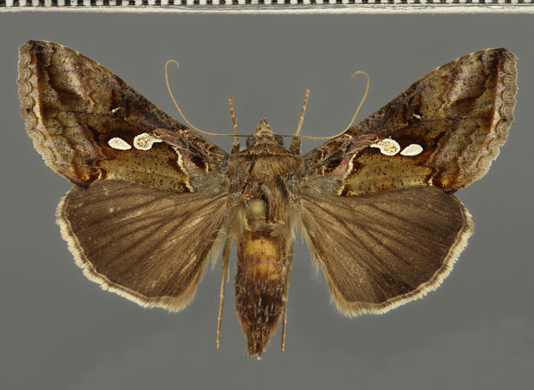 /filer/webapps/moths/media/images/A/acuta_Chrysodeixis_A_Fiebig_01.jpg