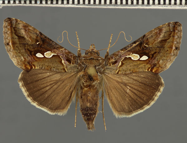 /filer/webapps/moths/media/images/A/acuta_Chrysodeixis_A_Fiebig_02.jpg
