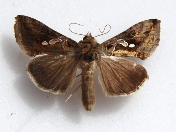 /filer/webapps/moths/media/images/A/acuta_Chrysodeixis_A_Goff.jpg