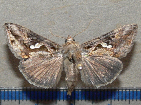 /filer/webapps/moths/media/images/A/acuta_Chrysodeixis_A_Goff_02.jpg