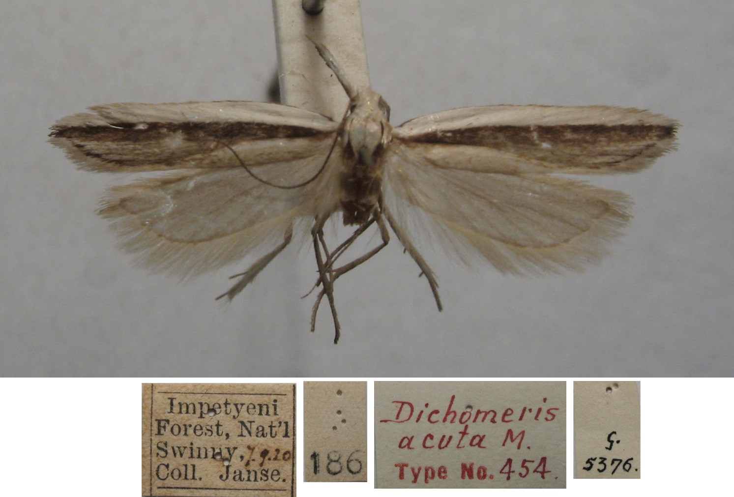/filer/webapps/moths/media/images/A/acuta_Dichomeris_FHT_TMSA.jpg