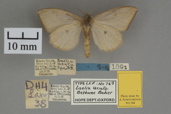 /filer/webapps/moths/media/images/A/acuta_Laelia_HTF_OUMNHb_01.jpg